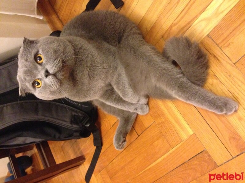 Scottish Fold, Kedi  Piston fotoğrafı