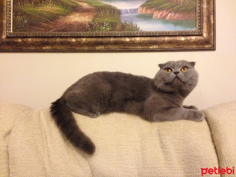 Scottish Fold, Kedi  Piston fotoğrafı