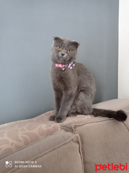 Scottish Fold, Kedi  Şila fotoğrafı