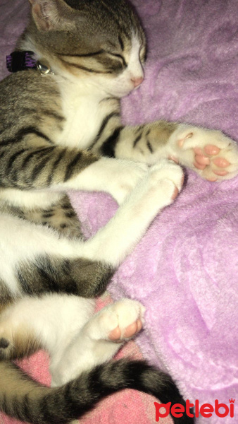 Tekir Kedi, Kedi  Simon fotoğrafı