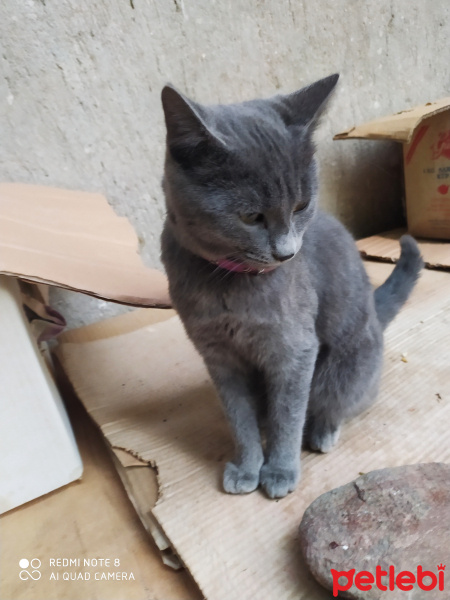 American Bobtail, Kedi  Merkür fotoğrafı