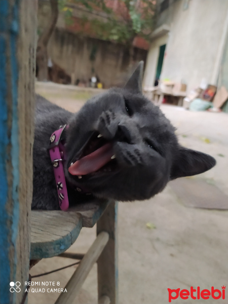 American Bobtail, Kedi  Merkür fotoğrafı