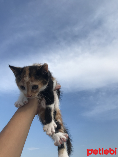 Tekir Kedi, Kedi  Lina fotoğrafı