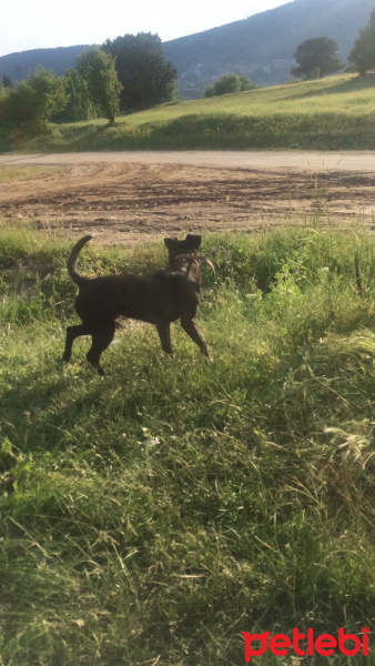 Labrador Retriever, Köpek  Paşa fotoğrafı