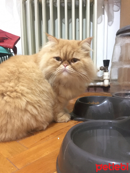 Chinchilla, Kedi  bomba fotoğrafı