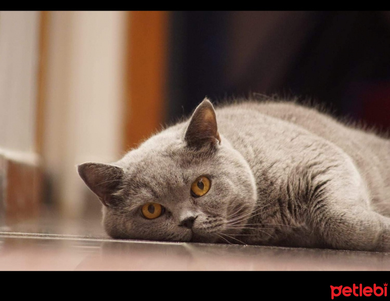 British Shorthair, Kedi  Gri fotoğrafı
