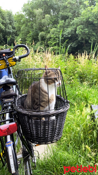 Tekir Kedi, Kedi  fujin fotoğrafı