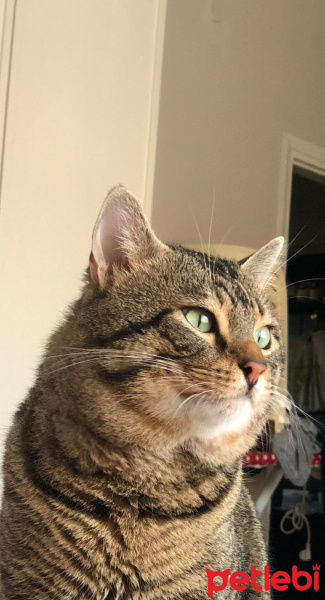 Tekir Kedi, Kedi  Boncuk fotoğrafı