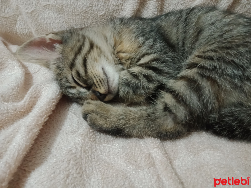 Tekir Kedi, Kedi  Acil kalıcı yuva arıyoruz fotoğrafı