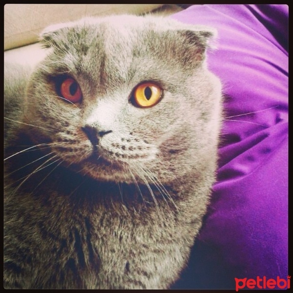 Scottish Fold, Kedi  Duman fotoğrafı