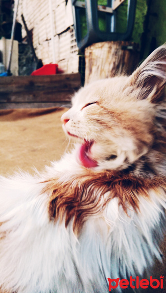 Siyam Kedisi, Kedi  Bulut fotoğrafı