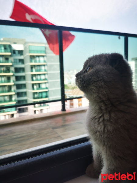 Scottish Fold, Kedi  Marlin fotoğrafı