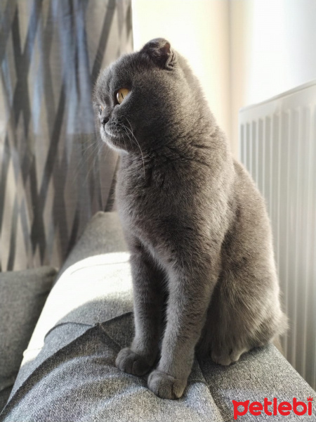 Scottish Fold, Kedi  Hera fotoğrafı