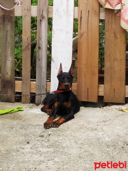 Doberman Pinscher, Köpek  Berlin fotoğrafı