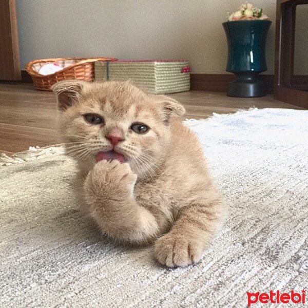 Scottish Fold, Kedi  Erik fotoğrafı