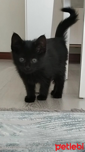 Bombay, Kedi  Kömür fotoğrafı