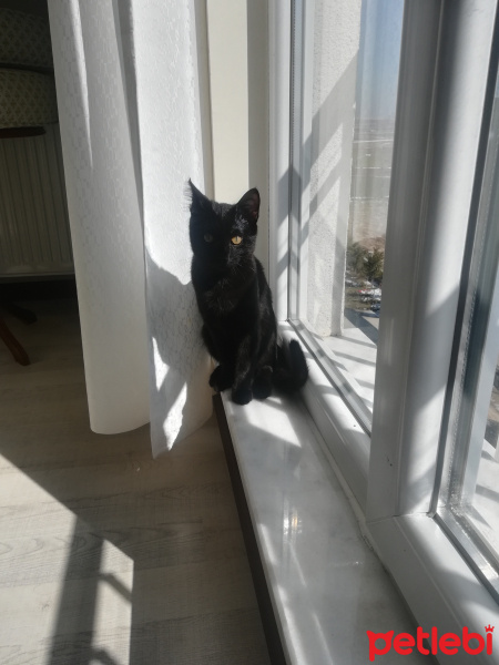 Bombay, Kedi  Kömür fotoğrafı