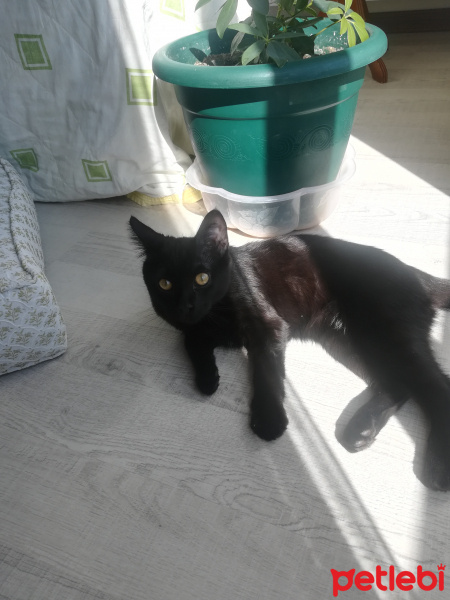 Bombay, Kedi  Kömür fotoğrafı