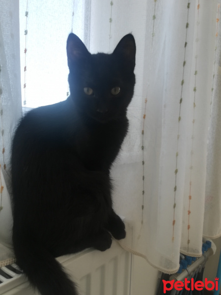 Bombay, Kedi  Kömür fotoğrafı