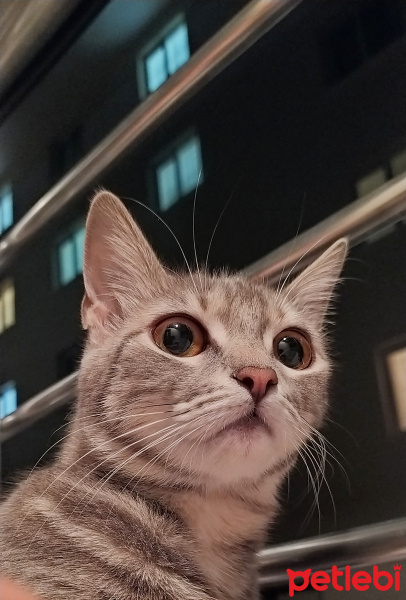 Brazilian Shorthair, Kedi  Peluş fotoğrafı