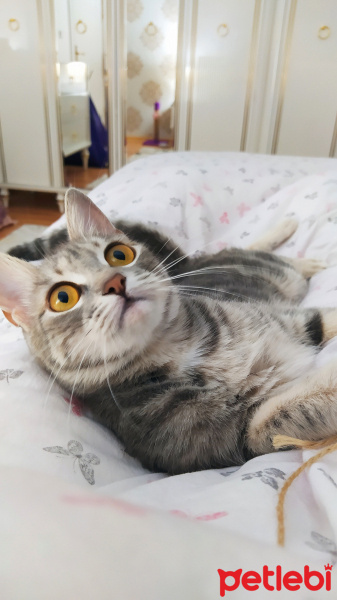 Brazilian Shorthair, Kedi  Peluş fotoğrafı