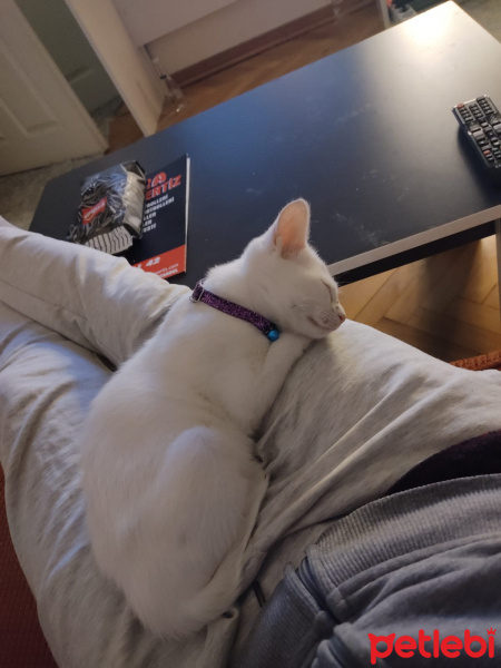 Van Kedisi, Kedi  Pitho fotoğrafı