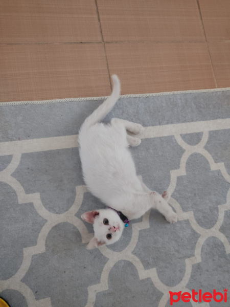 Van Kedisi, Kedi  Pitho fotoğrafı