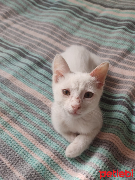 Van Kedisi, Kedi  Pitho fotoğrafı