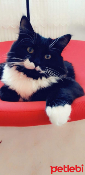 Tuxedo (Smokin) Kedi, Kedi  Lokum fotoğrafı