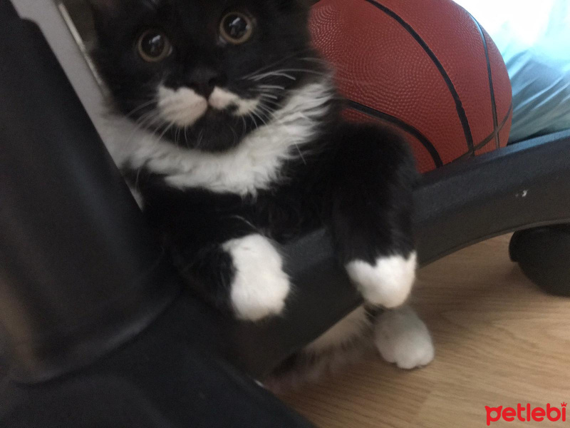 Tuxedo (Smokin) Kedi, Kedi  Lokum fotoğrafı