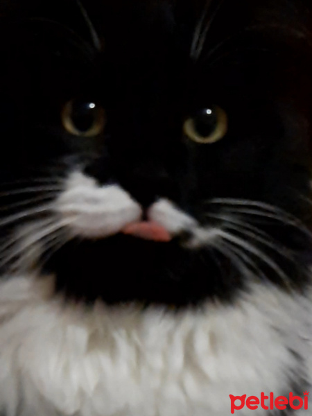 Tuxedo (Smokin) Kedi, Kedi  Lokum fotoğrafı