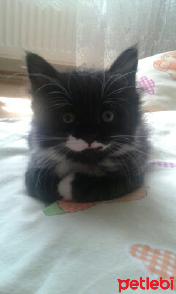 Tuxedo (Smokin) Kedi, Kedi  Lokum fotoğrafı