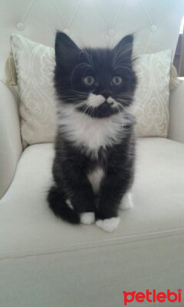 Tuxedo (Smokin) Kedi, Kedi  Lokum fotoğrafı