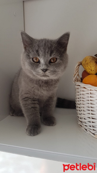 British Shorthair, Kedi  Duman fotoğrafı