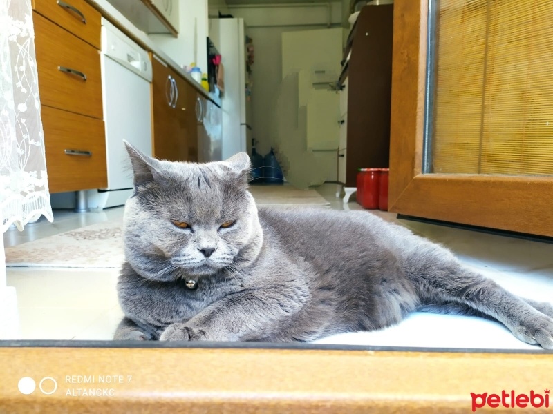 British Shorthair, Kedi  Duman fotoğrafı