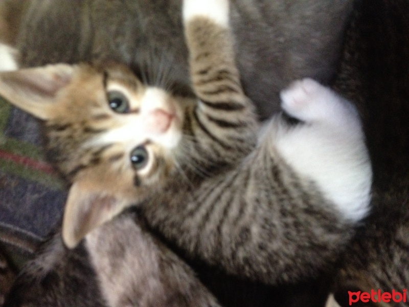 Tekir Kedi, Kedi  viki fotoğrafı