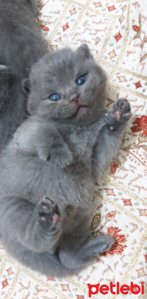 British Shorthair, Kedi  Mia fotoğrafı