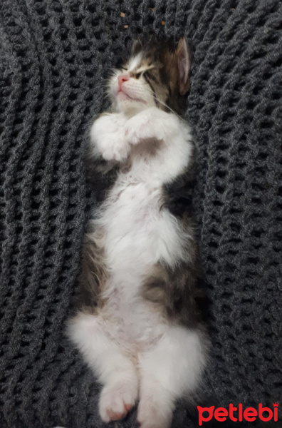 Norwegian Forest, Kedi  Puki fotoğrafı