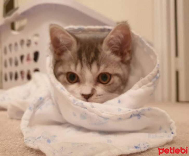 Scottish Fold, Kedi  Nazlı fotoğrafı