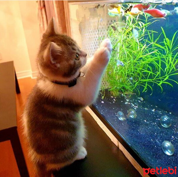 Scottish Fold, Kedi  Nazlı fotoğrafı