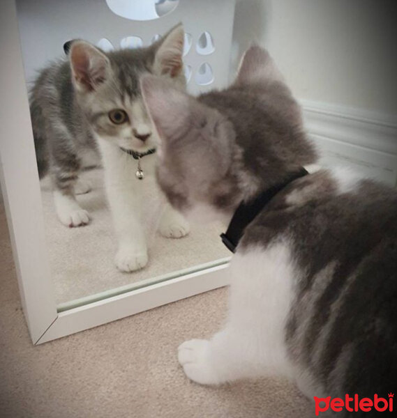 Scottish Fold, Kedi  Nazlı fotoğrafı