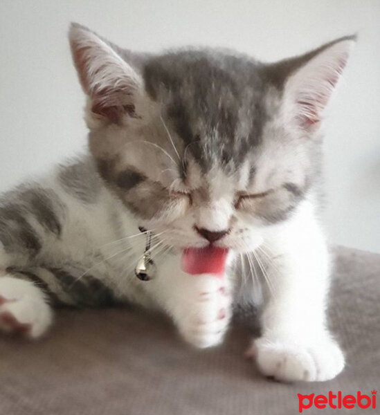 Scottish Fold, Kedi  Nazlı fotoğrafı