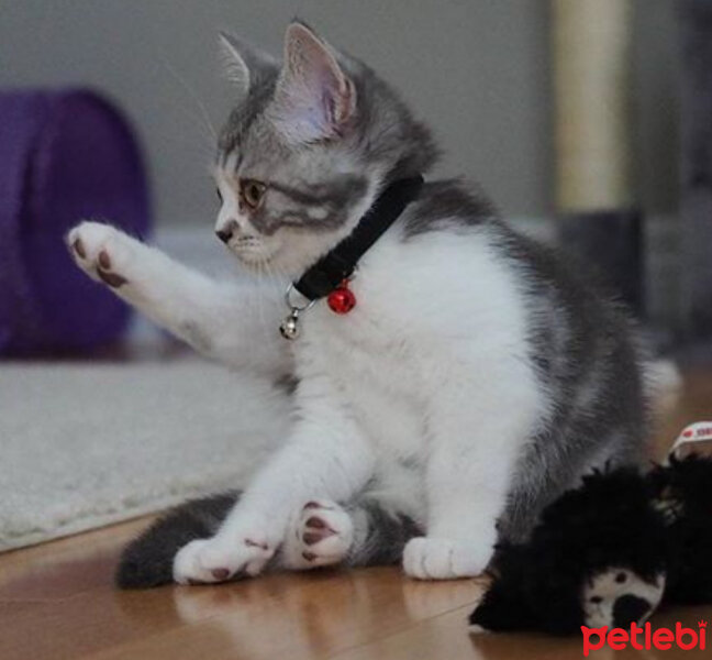 Scottish Fold, Kedi  Nazlı fotoğrafı