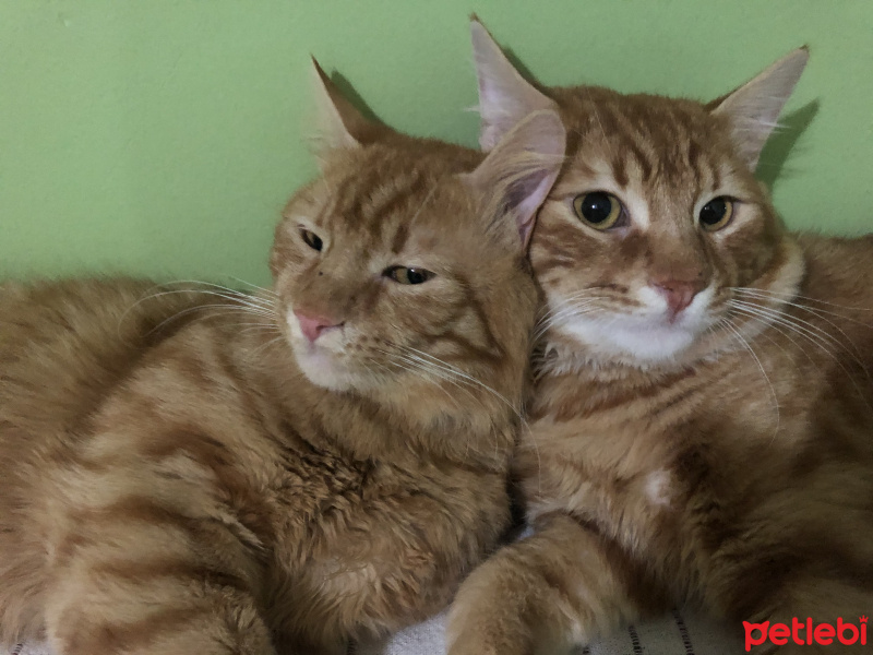 Sarman, Kedi  Simba fotoğrafı