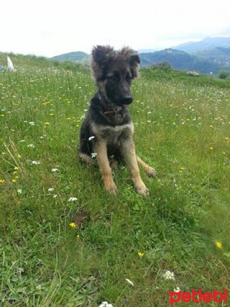 Alman Çoban Köpeği, Köpek  Pars fotoğrafı