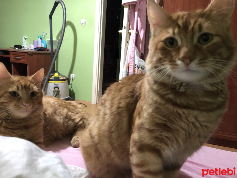 Sarman, Kedi  Turşu fotoğrafı