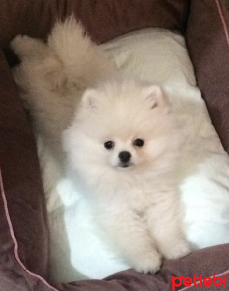 Pomeranyalı, Köpek  PONİ fotoğrafı