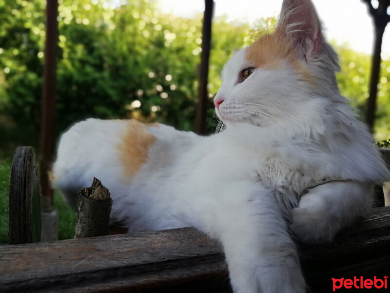 Sarman, Kedi  Kehribar fotoğrafı