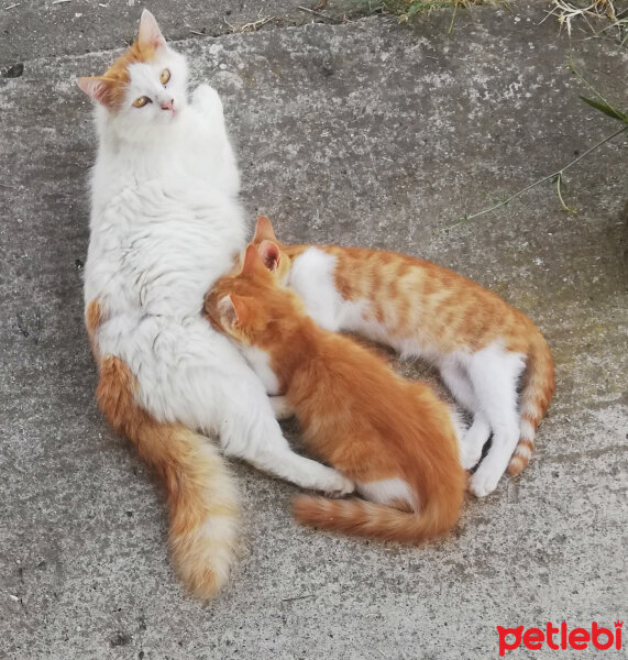 Sarman, Kedi  Kehribar fotoğrafı