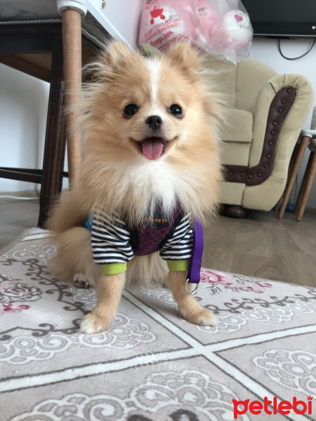 Pomeranyalı, Köpek  Gigi fotoğrafı